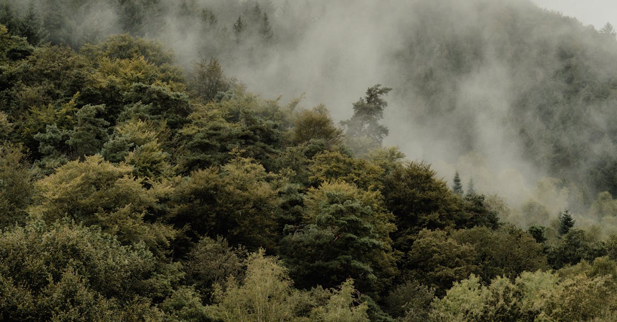 DIY vs Professional Tile and Slate Roof Repairs: Pros and Cons